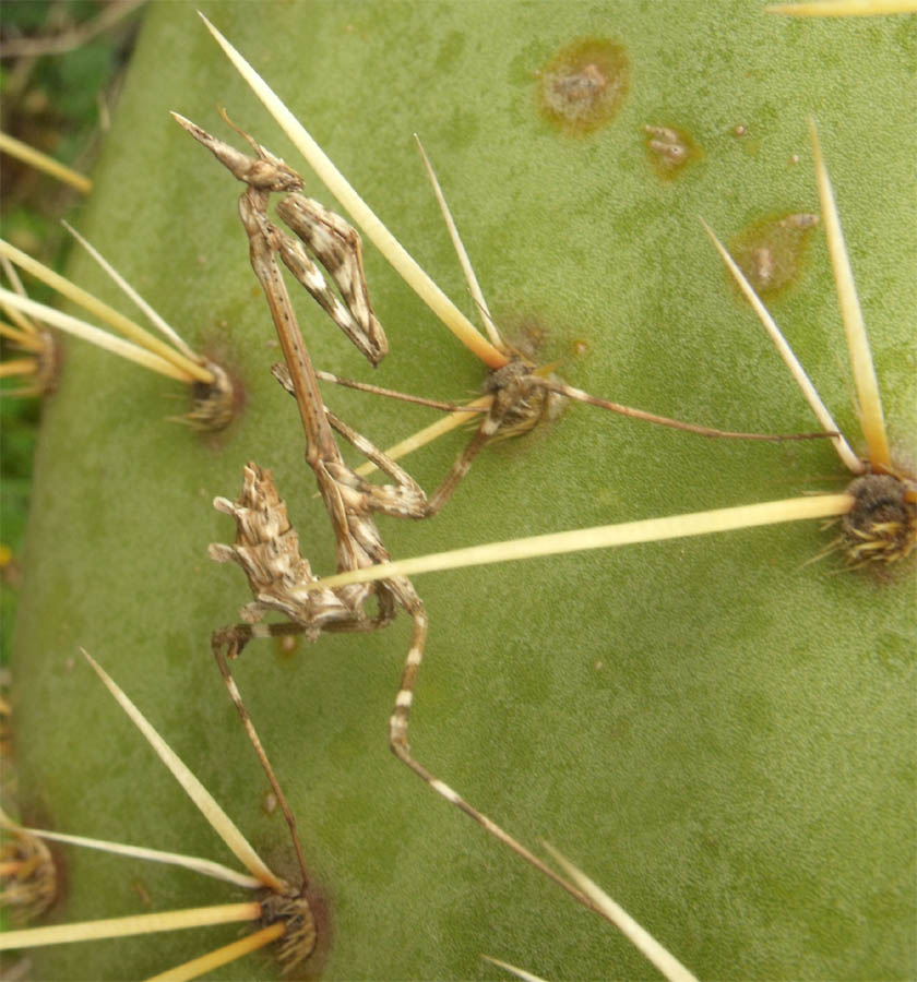 Alieno biomeccanico (ninfa di Empusa)